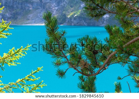 Pine trees swiss lake in Switzerland