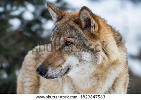 A wolf is a species of predatory mammals in the dog family.