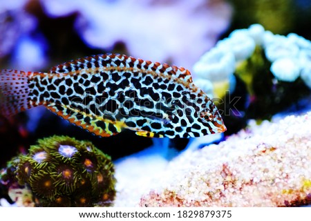 Leopard wrasse fish in coral reef aquarium tank