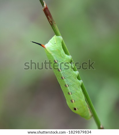 Tersa sphinx moth caterpillar Xylophanes tersa on Bahia grass showing red and black  horn