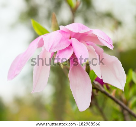 Pink magnolia flower close-up 