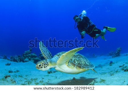 Green Sea Turtle and Scuba Diver
