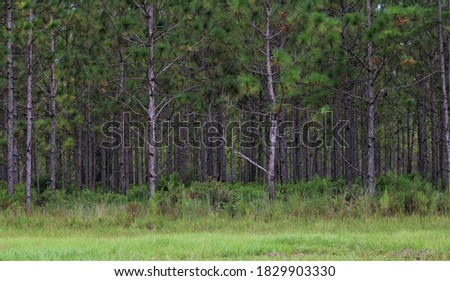 Slash pine trees in Tiger Bay State forrest