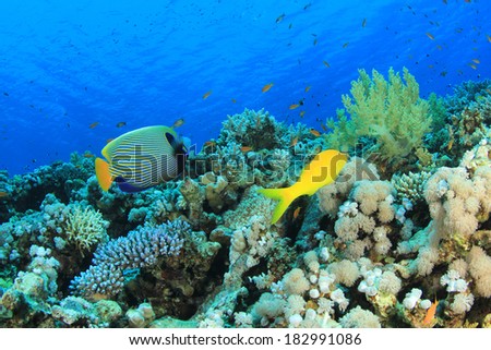 Coral Reef Underwater with Emperor Angelfish