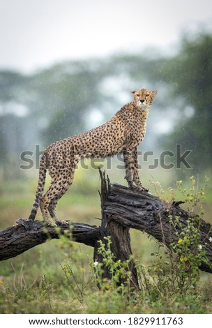 Vertical portrait of an adult cheetah standing on wet tree in the rain in Ndutu in Tanzania