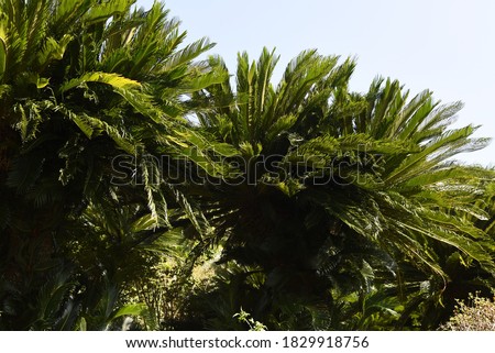 Japanese  sago palm (Cycad revolita) / Cycadaceae evergreen shrub