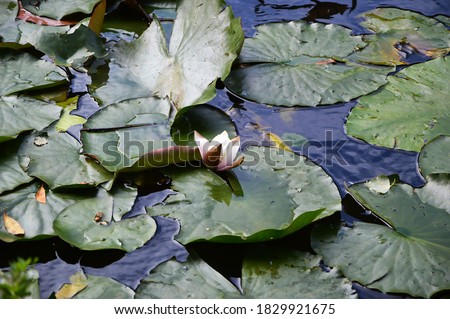 lotus in the gardens of Arundel castle