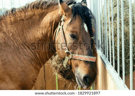 The head of a brown horse. Domestic horse. Horse in harness