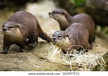 Cute otters - Eurasian otter (Lutra lutra)