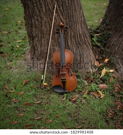 Violin and bow put on green grass ground floor,plenty of dried flower,blurry light around,