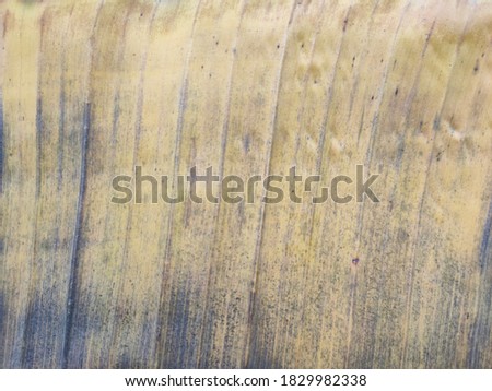 Dried banana leaves used as background pictures