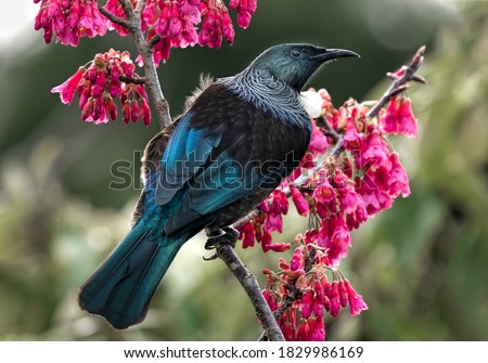 A beautiful New Zealand tui bird on a flowering cherry with a natural background.  Royalty-Free Stock Photo #1829986169