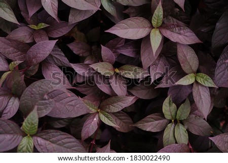 Alternanthera dentata or little ruby. Native to the West Indies and Brazil, the plant is chiefly grown for its colored foliage.