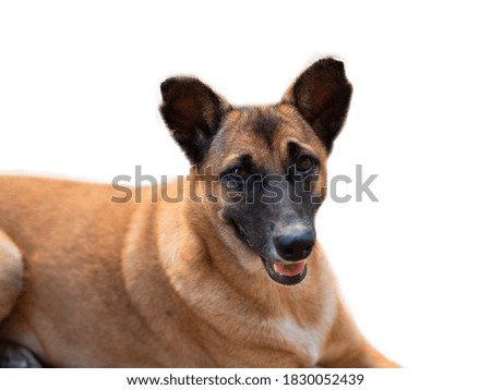 Brown dog on a white background,with clipping path