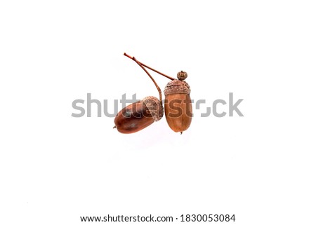Autumn branch with acorns isolated on white background. Template mockup fall, halloween, harvest thanksgiving concept. Flat lay, top view, copy space banner