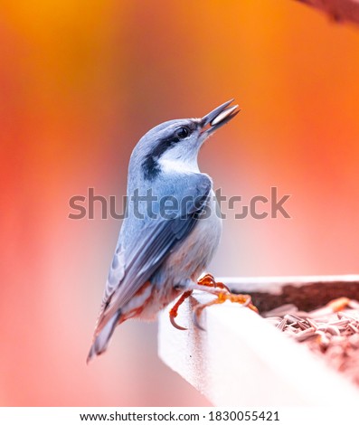 Close up picture of Eurasian Nuthatch in a feeder in Norway