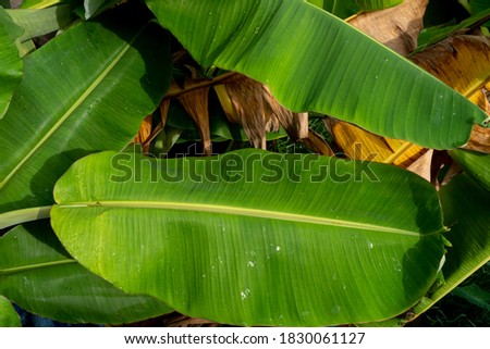Banana leaves, green and yellow banana leaves are exposed to the morning light.