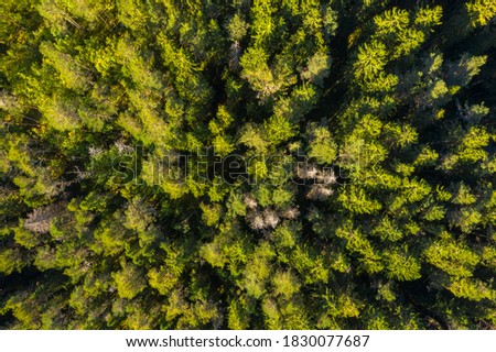 Aerial view of green forest. Autumn, Karelia, Russia.