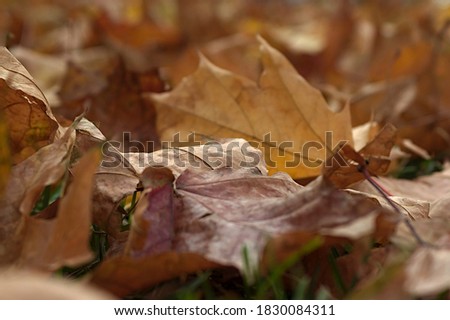 fallen maple leaves on an autumn morning