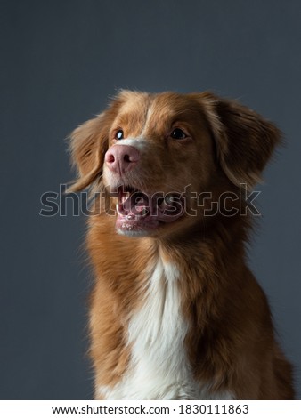 Portrait red dog on a gray background. Nova Scotia Duck Tolling Retriever with open mouth. Pet in the studio