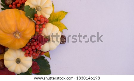 Halloween decoration with small white pumpkins and rowan. Autumn concept orange background with copy space. Thanksgiving day or Halloween holidays concept