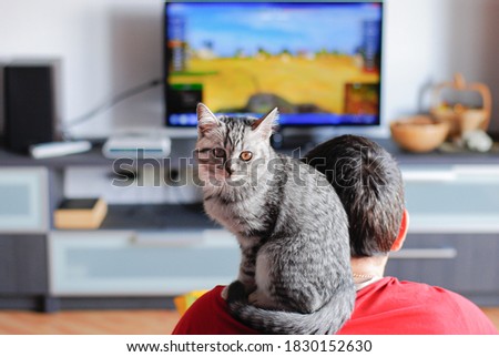 Cat sits on the shoulder