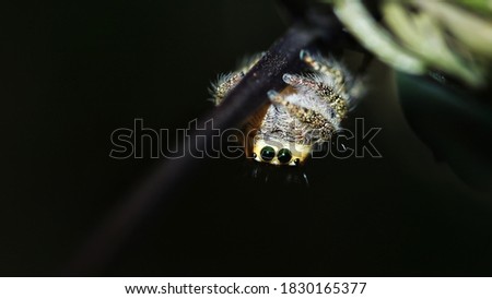 Hyllus Diardy Jumping Spider is a hairy jumping spider and has grayish to white shade color and black eyes, on a dark background