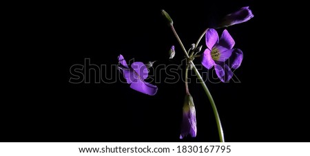Closeup and macro image of small pink/purple terminal flowers and their buds in dark background.  Royalty-Free Stock Photo #1830167795