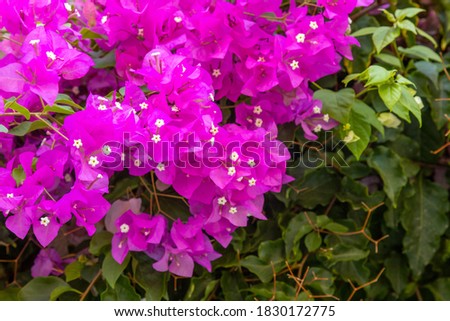Purple and white bushes of bougainvillea closeup. East background native to midterranean region