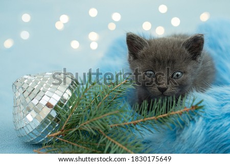 Christmas kitten. little cat with Christmas tree and lights. Blue background, copy space
