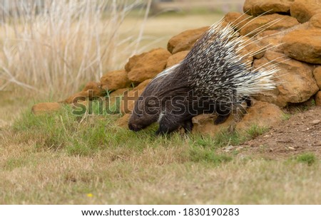 Crested porcupine walking over rocks.