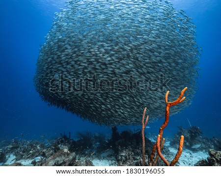 Bait ball / school of fish in turquoise water of coral reef in Caribbean Sea / Curacao