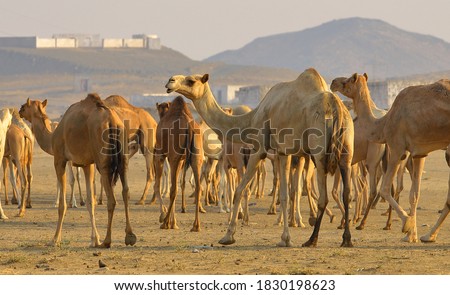 Desert landscape with camel. Sand, camel and blue sky with clouds. Travel adventure background