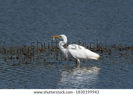 great egret is waiting for fish