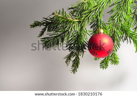 Branch of Nordmann Fir Christmas Tree with classic red glass ball. Green spruce or pine branch with needles.