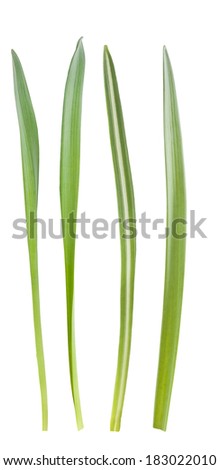Blades of grass isolated on white background Royalty-Free Stock Photo #183022010