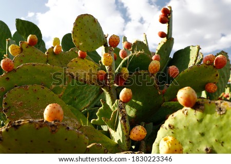 Harvesting and Eating Prickly Pears