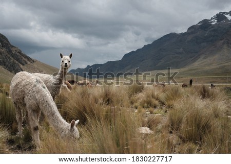 Alpaca grazing in a valley in the Andes in Peru.  