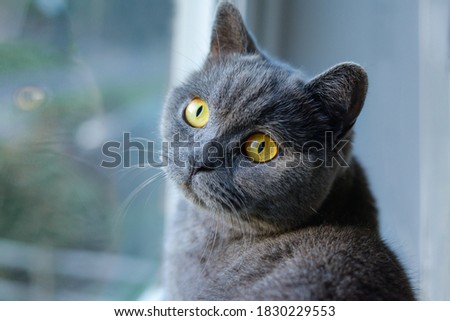 Portrait of cat of British Shorthair breed with blue gray fur sitting on the window sill. Beautiful domestic pet with yellow eyes. Indoors, copy space, day light. Royalty-Free Stock Photo #1830229553
