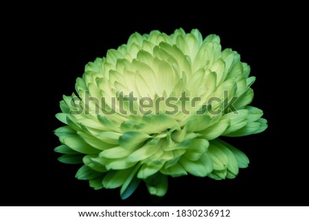 soft green chrysanthemum on a black background