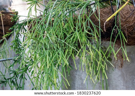 Rhipsalis is a genus of epiphytic flowering plants in the cactus family, typically known as mistletoe cacti. Rhipsalis clavata F.A. Weber.