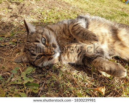 a stray tabby cat lies in the grass on a Sunny day