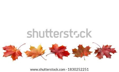 Autumn orange  leaves falling down Isolated on white background