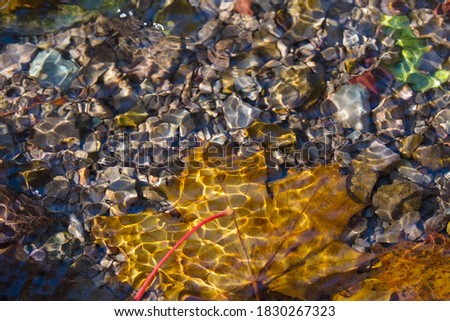 Maple leaf in water, floating autumn maple leaf. Colorful leaves in stream. Sunny autumn day. Selective focus. Autumn concept