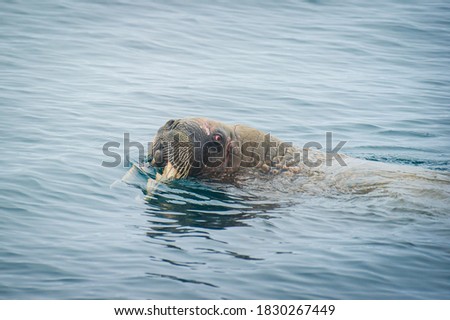 Walrus swims in the water in the Arctic, on Franz Josef land. Wildlife
