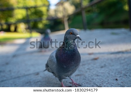 Cute curious dove who approached me and like she wanted me to take her portrait. Close up high resolution image of pegion. Focus on pegions head and nice bokeh on the back.  Lovely birds in the park