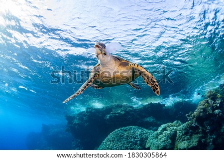 sequence of photos of a sea turtle feeding on jellyfish on the red sea