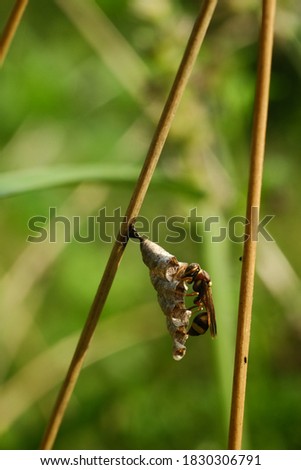 Beautiful macro photo of Indonesian Asian Apis insects eating