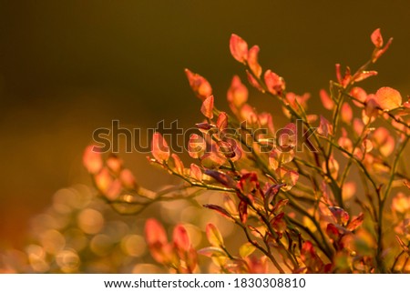 Brightly colored leaves of European blueberry (Vaccinium myrtillus) 