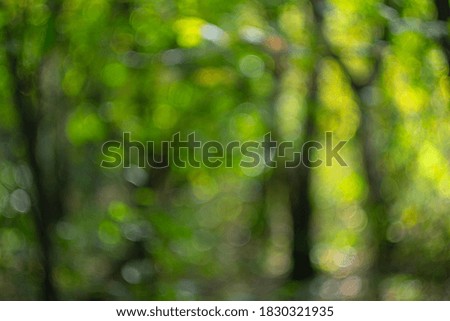 Blurred image with autumn forest bokeh effect